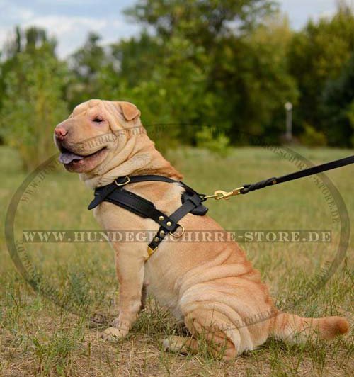 Pulling Harness for Shar Pei