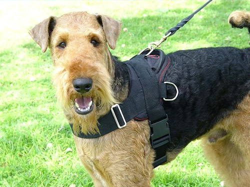 geschirr nylon urlaub mit airedaled terrier berlin