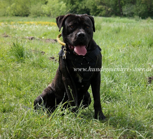 Nylon Geschirr für American Bandogge Mastiff Gepolstert
