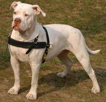 American Bulldog Such-Hundegeschirr aus Leder