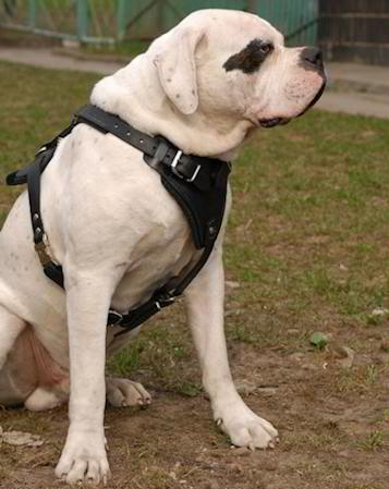 Hundegeschirr Leder Amerikanische Bulldogge, Brustgeschirr K9