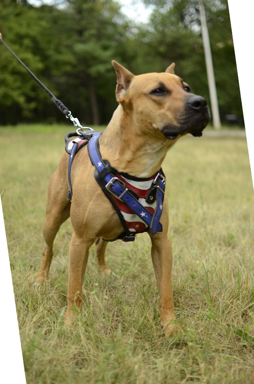 amstaff wear harness made of leather