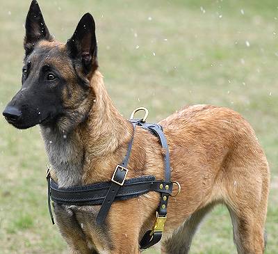 Zuggeschirr
aus echtem Leder Malinois kaufen