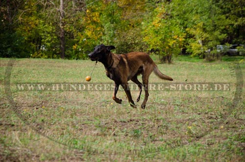 Leder Erziehungshalsband | Zughalsband für Malie Hundeshop