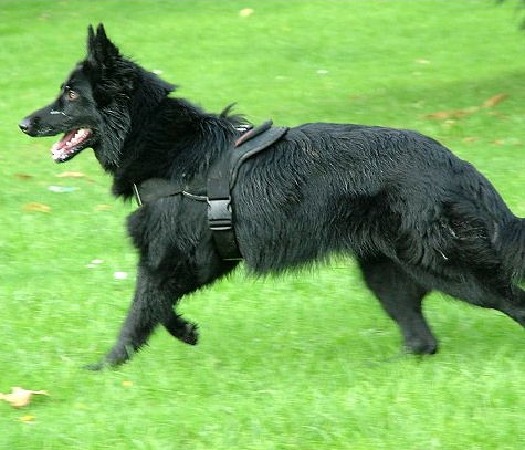 Nylon harness for Belgian Sheepdog