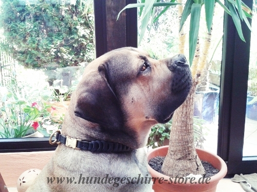 Exclusive Dog Collars for Boerboel Super Design