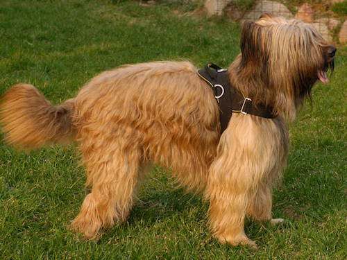 harness for Briard Training