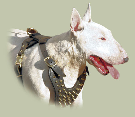 Spiked leather harness for Bull Terrier
