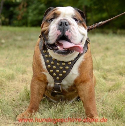 Hundegeschirr Leder mit Nieten für Englische Bulldogge