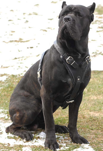 Cane Corso Hundegeschirr