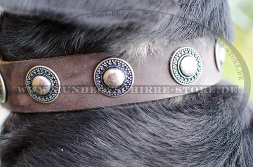 Lederhalsband Sennenhund mit Silber-Concho ❍