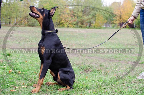 Nylonhalsband Klassisch für tägliche Verwendung Super Preis