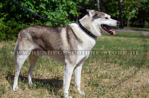 Einzigartiges Leder Hundehalsband für Laika 2023