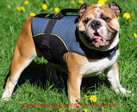 Nylon Hundegeschirr für Englische Bulldogge mit extra Griff