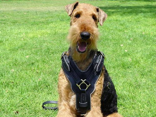 geschirr aus echtem Leder airedale terrier kaufen