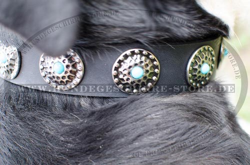 Hundehalsband aus Fettleder für Sennenhund mit blauen Steinen