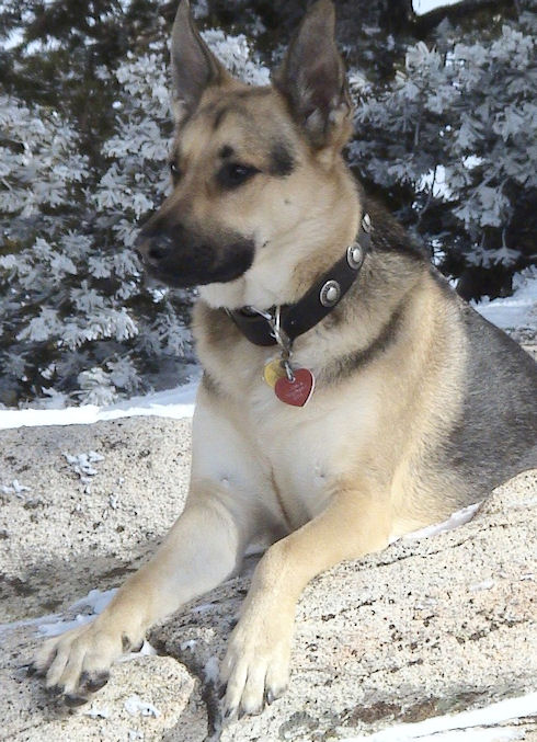 https://www.hundegeschirre-store.de/images/large/german-shepherd-leather-collar_LRG.jpg