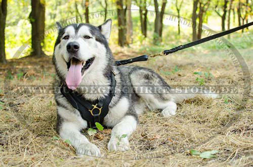 Ledeleine für Hundetraining und Sport