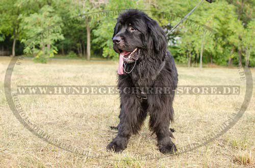 Harness Leather handmade Newfoundland