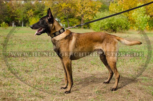 Nylon Collar for Belgian Shepherd Dog with massive schields