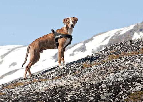 Hundegeschirr aus Nylon für Allwetter, bequem und sicher