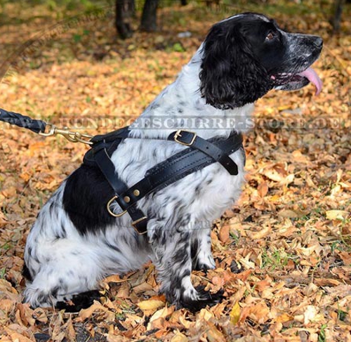 Leder Hundegeschirr für Cocker Spaniel, dauerhaft und effektiv