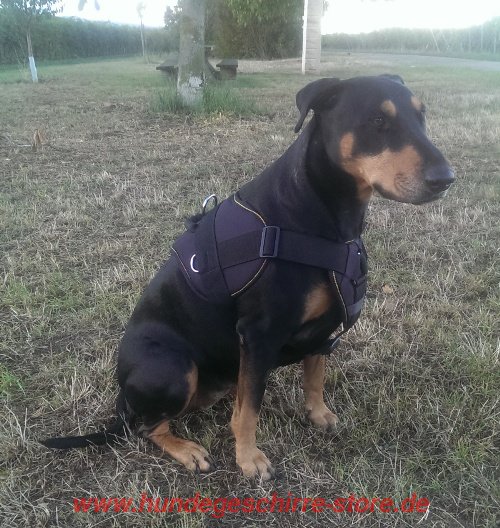 Bullterrier Geschirr für Sport und Agility