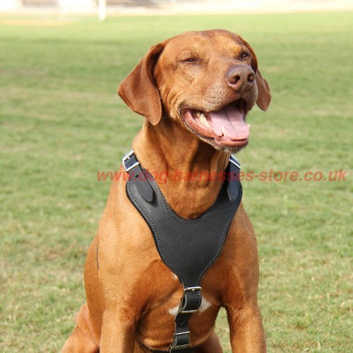 Ledernes Geschirr für starke Hunderassen wie Ridgeback