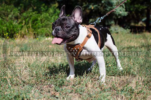 Franse Bulldogge Hundegeschirr leder