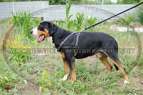 Hundeauslauf Geschirr aus Leder ist sehr Bequem! 