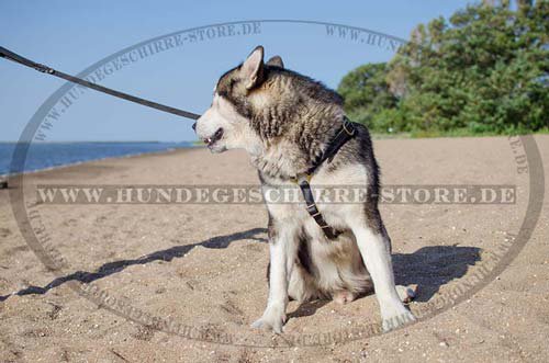 Suchgeschirr alaskan malamute, Laufgeschirr exklusiv