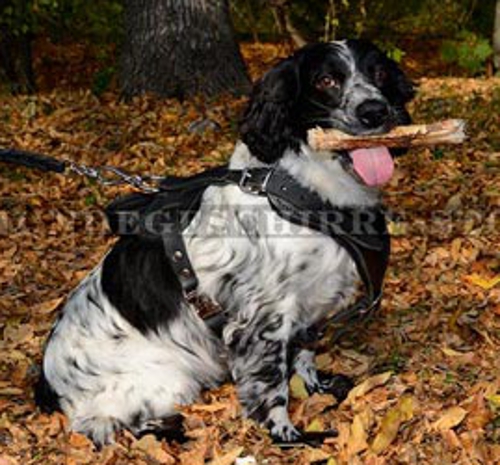 Hundegeschirr Leder für Cocker Spaniel, klassisches Design