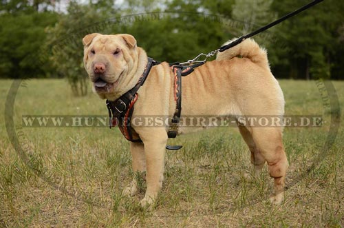 Hundegeschirr Leder für Sharpei mit exklusivem Design