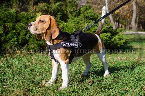 Nylon Hundegeschirr für Beagle, starkes Sport Brustgeschirr