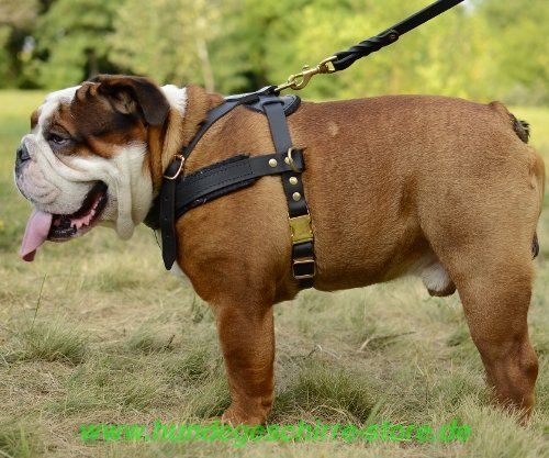 Englische Bulldogge Lauf-Hundegeschirr aus Leder