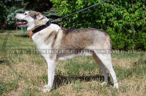 Hundehalsband Leder mit Namensschild für Westsibirische Laika