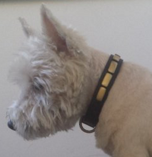Hundehalsband aus Leder für Westie-Ausläufe und Training