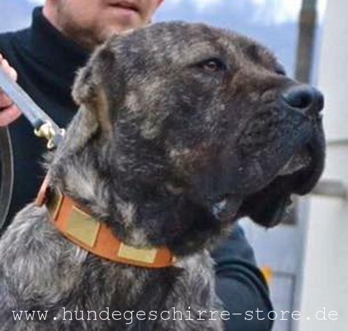 Hundehalsband aus Leder für Bandog mit Messingplatten Dekor