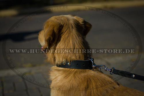Hundehalsband Leder für Golden Retriever mit Pyramiden-Dekor