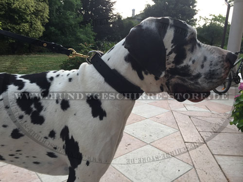 Hundehalsband aus Leder für Deutsche Dogge, dicke Polsterung