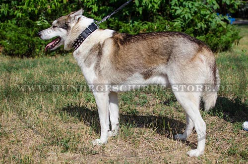 Hundehalsbänder Exklusiv aus Leder für Westsibirische Laika