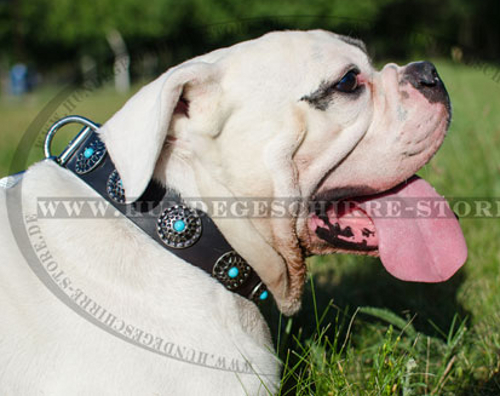 Hundehalsband Leder für Englische Bulldogge, exklusives Design