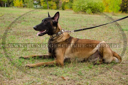 Hundehalsband Leder Breit - Neue Hochwertigkeit