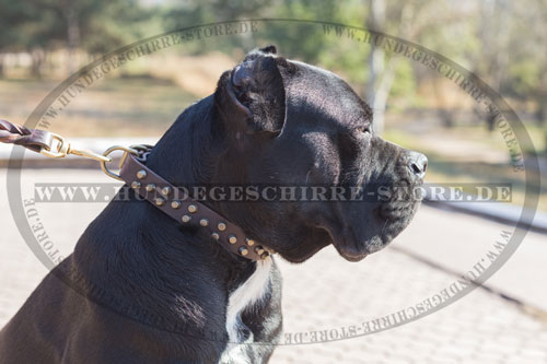Leder Hundehalsband für Cane Corso verzierte mit Nieten Fläche
