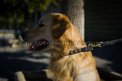 Hundehalsband Leder mit Nieten-Verzierung für Golden Retriever