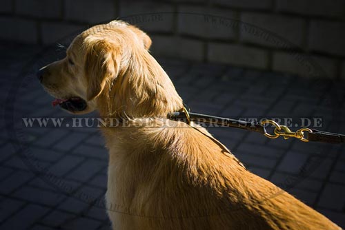 Hundehalsband Leder für Golden Retriever Erziehung und Dressur
