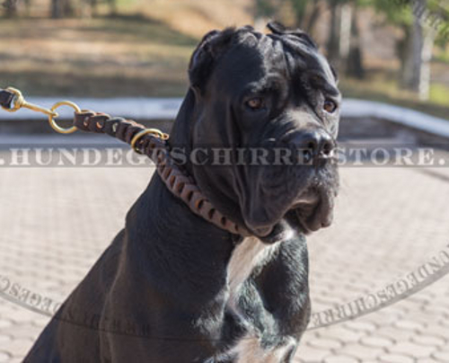 Hundehalsband Leder für Cane Corso mit schöner Handflechtarbei