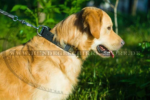 Hundehalsband Leder für Golden Retriever mit massiven Platte