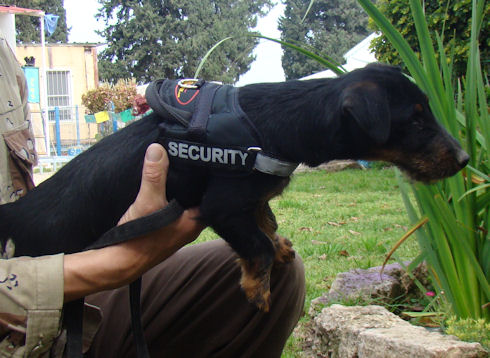 Hundemaulkorb fuer Rottweiler, Geschirr