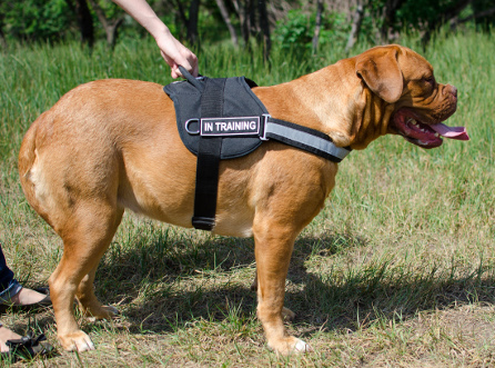 reflective dog harness